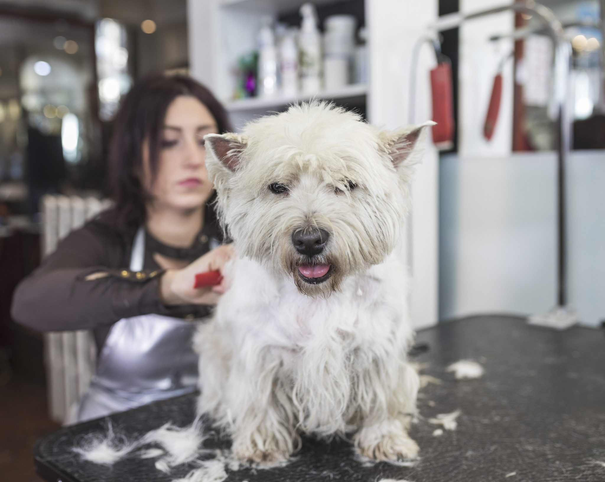 How to choose a dog grooming table