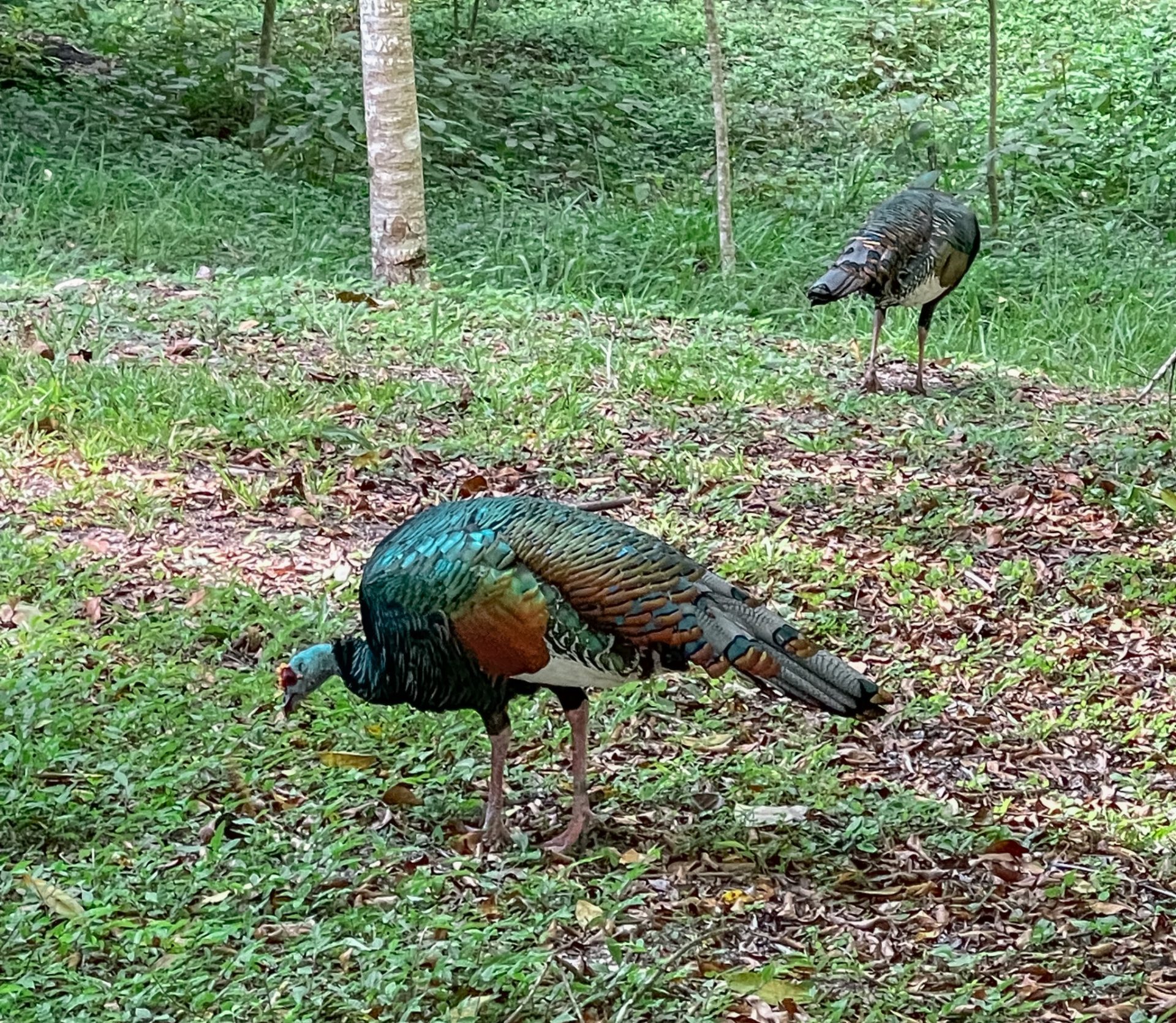 Ocellated turkey at Tikal Mayan ruins