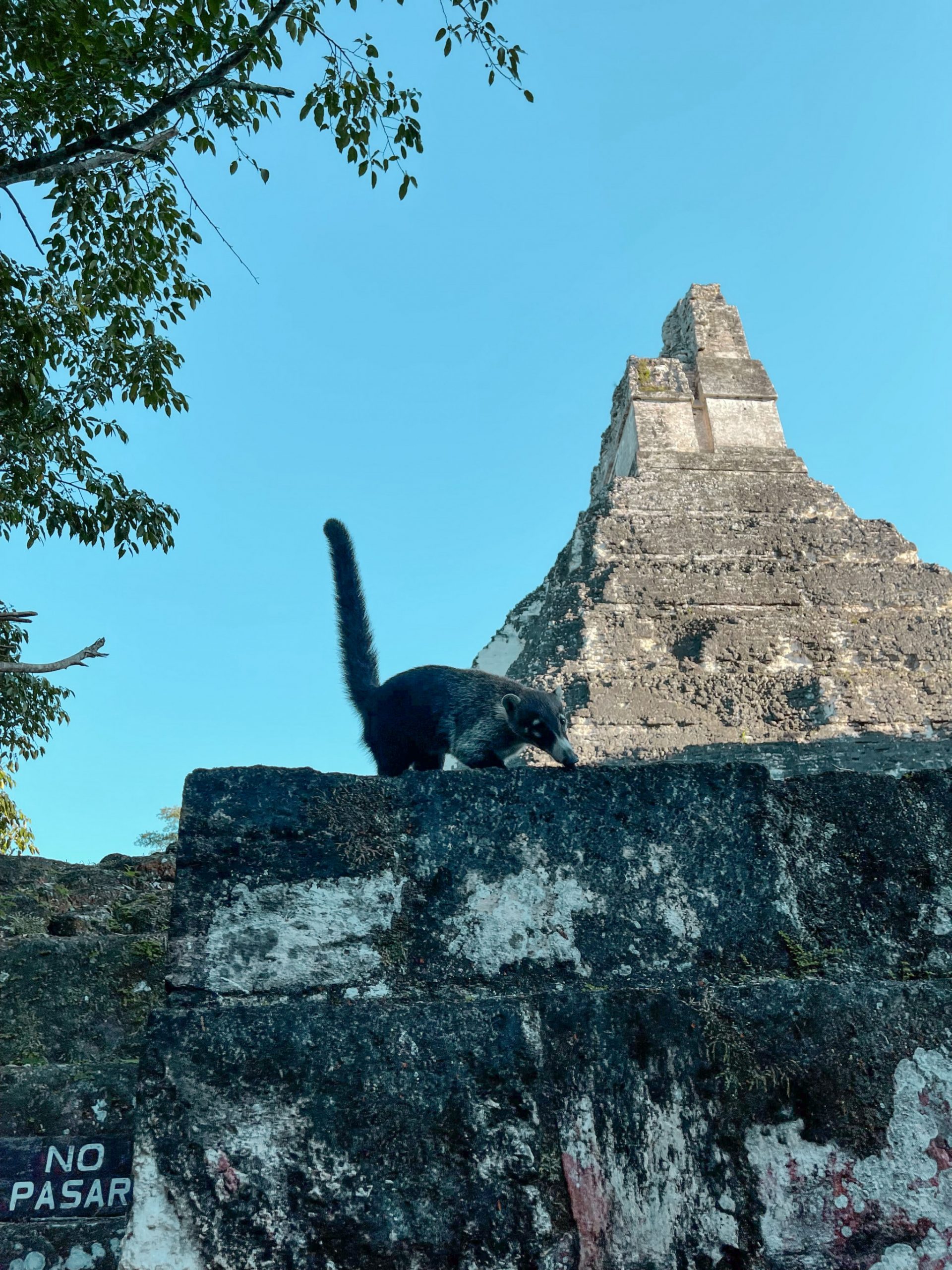 Coatis at Tikal National Park Guatemala