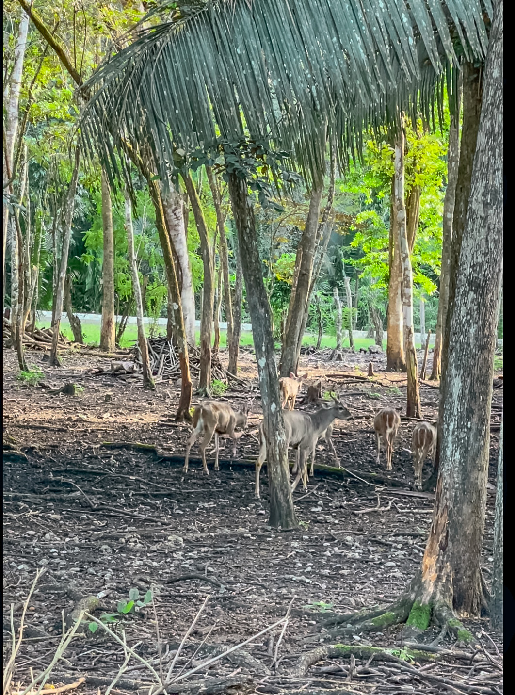 White tail deer at Villa Maya hotel Tilkal