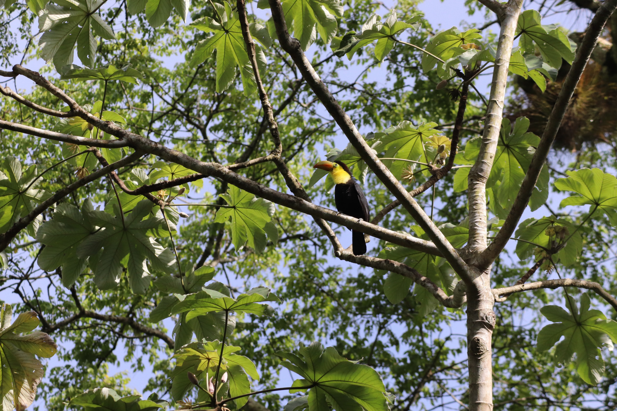 Toucan at Tikal National Park