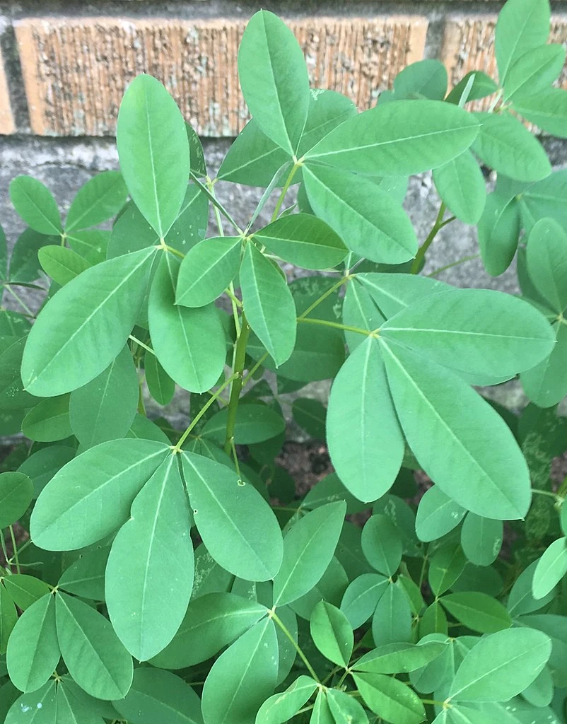 Planta de chipilín (Crotalaria longirostrata), hoja comestible mesoamericana