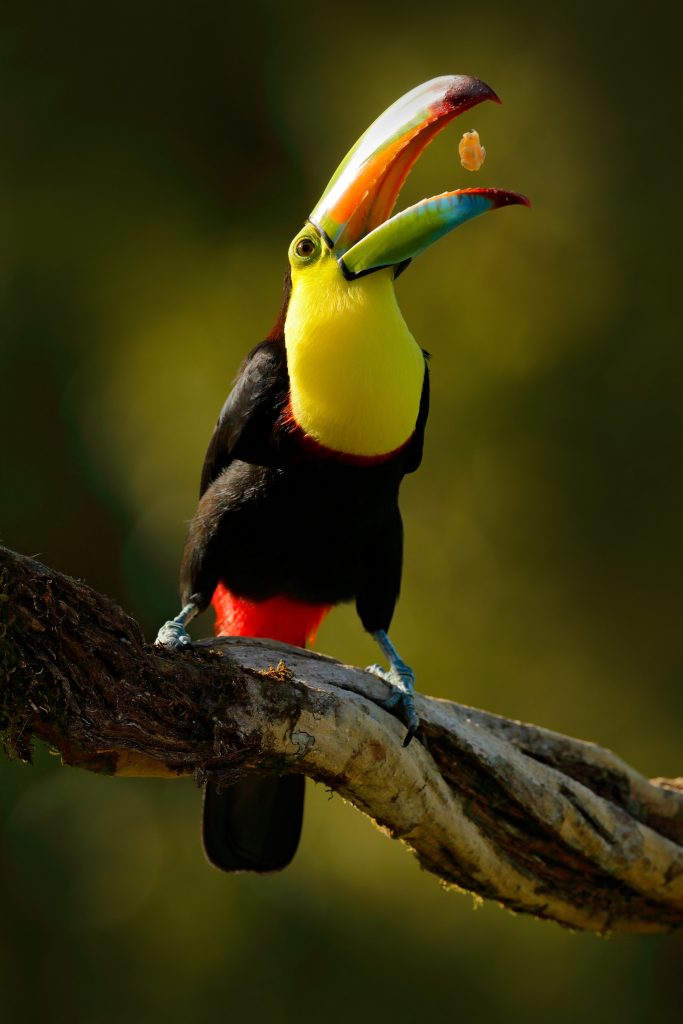 Best places for bird watching in Guatemala, beautiful toucan.