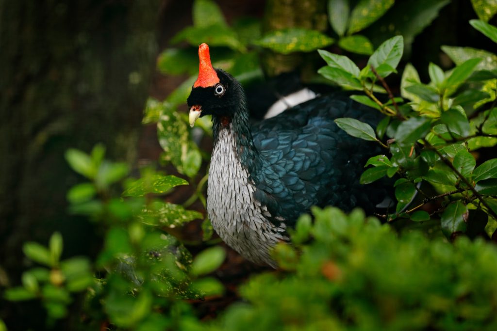 Horned gun, best tips for birdwatching in Guatemala