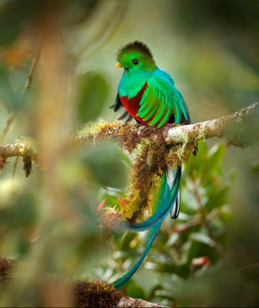 Where to find the quetzal in Guatemala, birdwatching tips in Guatemala