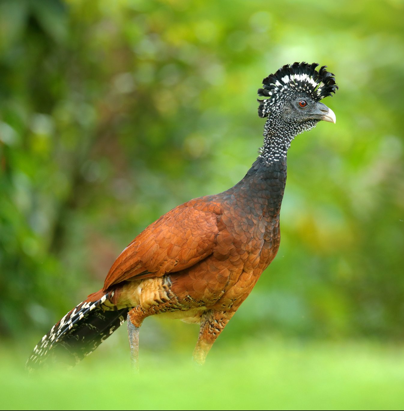 Birds of Guatemala: best destinations for birding