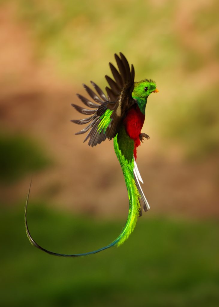 Endemic bird species in Guatemala, the quetzal