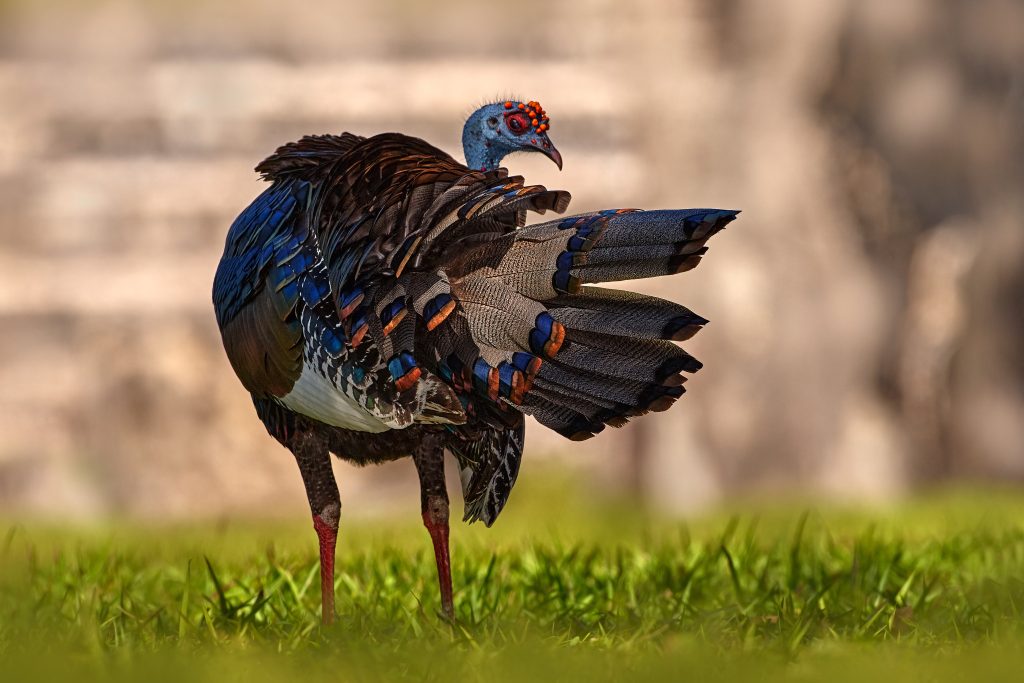 Ocelated turkey in Tikal national park.