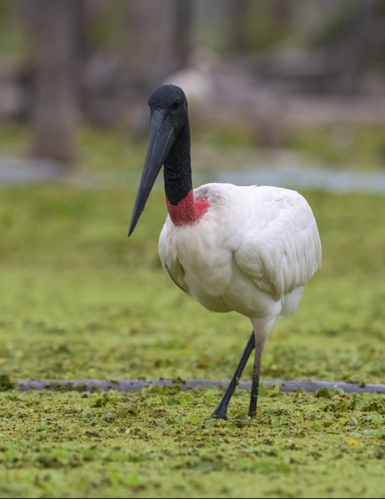 Best tips for birdwatching in Guatemala, jabiru stork