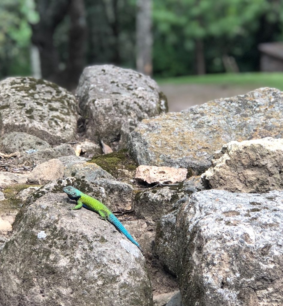 Lizard at the Iximche ruins in Guatemala