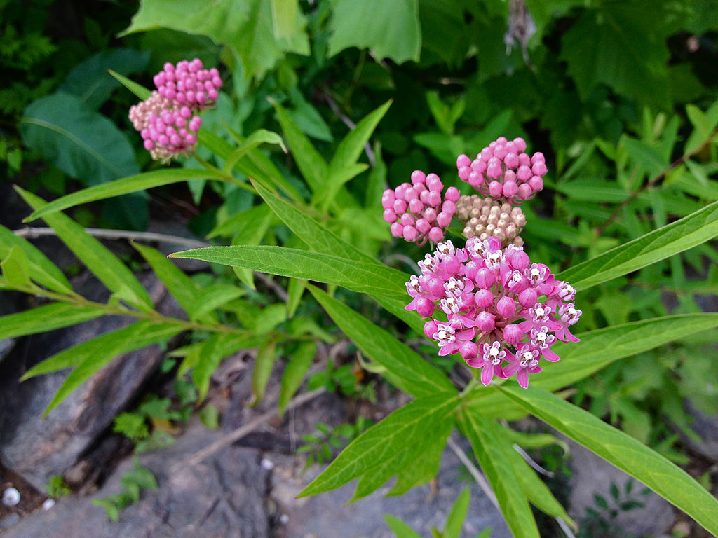 Wamp Milkweed