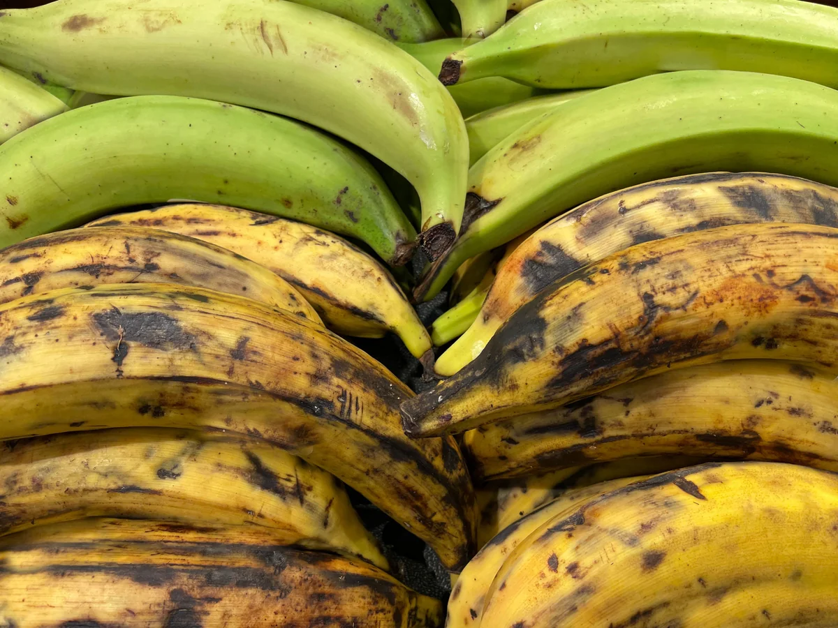 Stacked plantains ranging from green to yellow, thicker and longer than bananas
