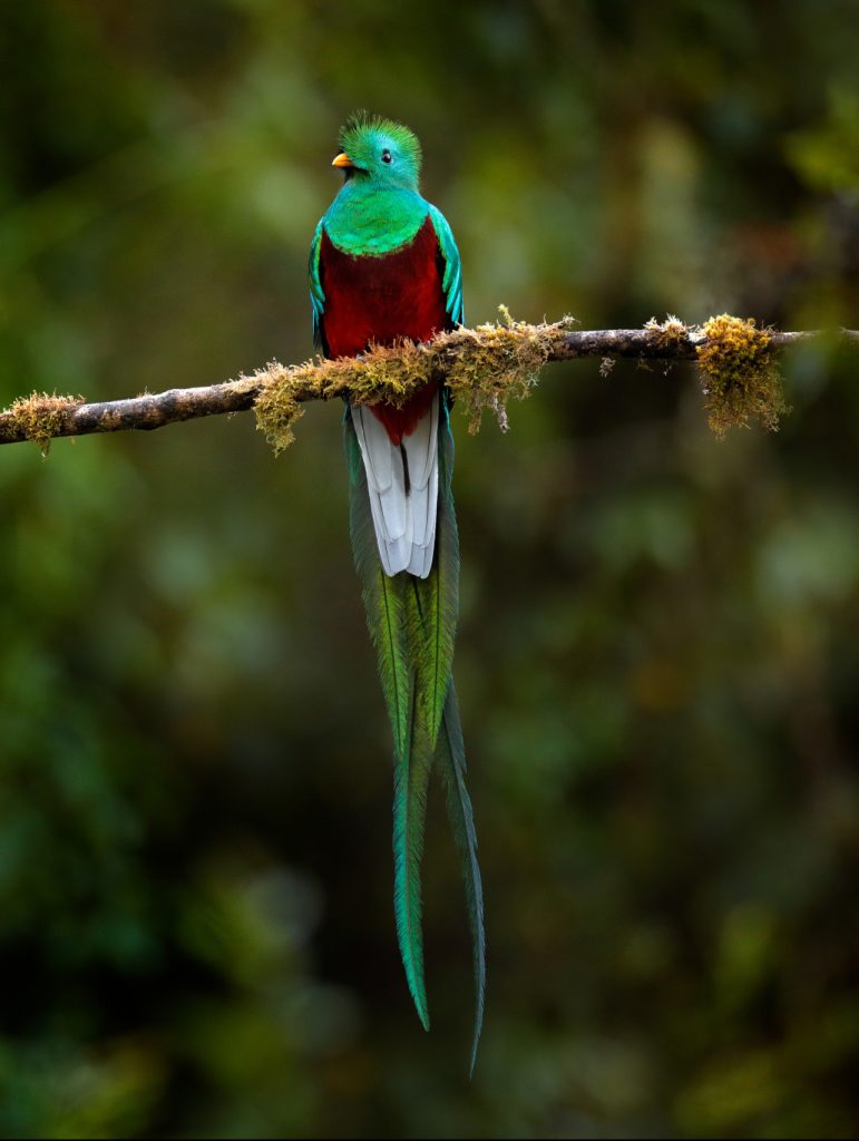 Resplendent Quetzal, Guatemala's national bird