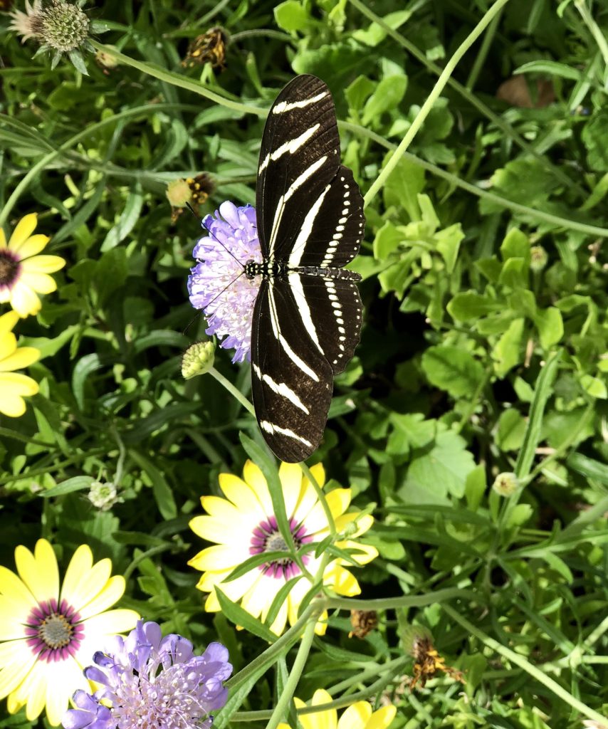Tips for starting your Florida butterfly garden