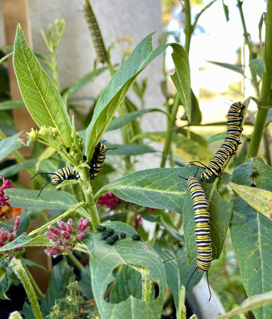 Florida native butterfly host plants