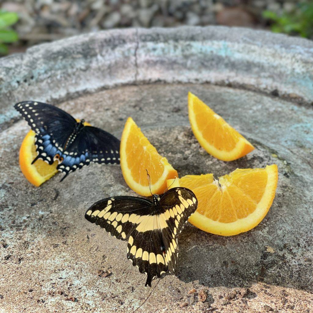 best tips for starting a Florida butterfly garden