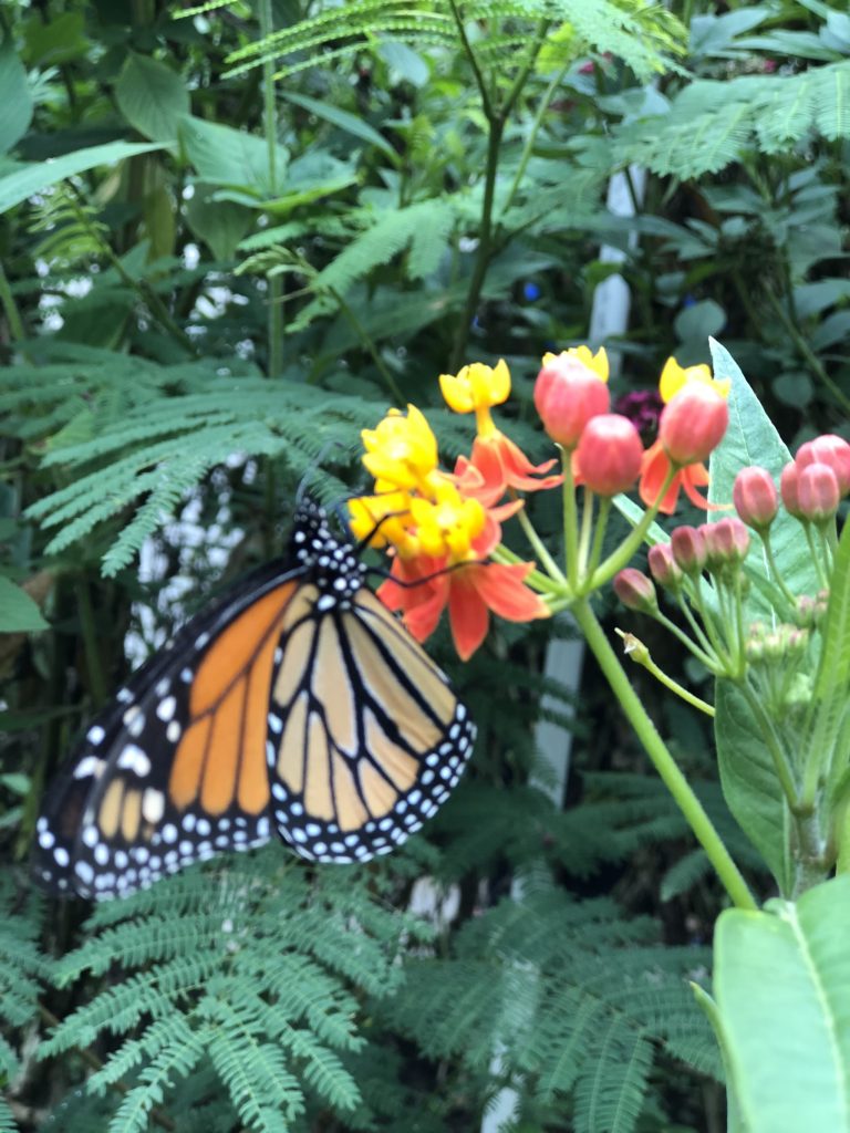 Florida native butterfly host plants