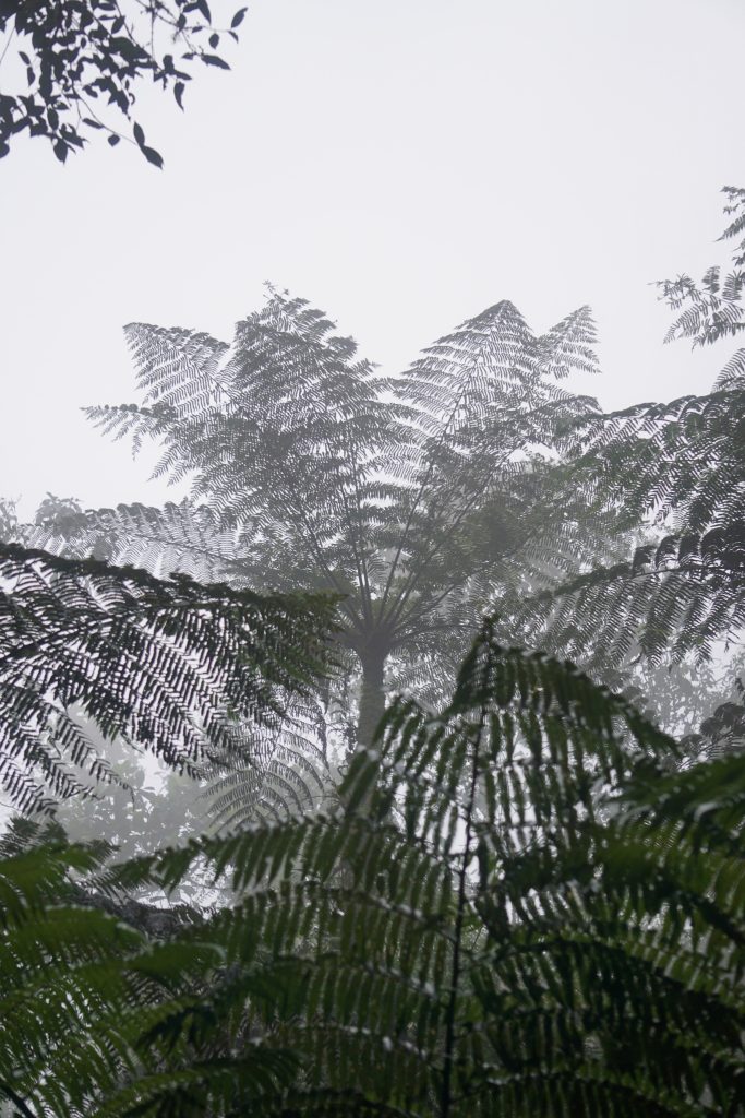 The cloud forest in Baja Verapaz, Guatemala at Ranchitos del Quetzal. 