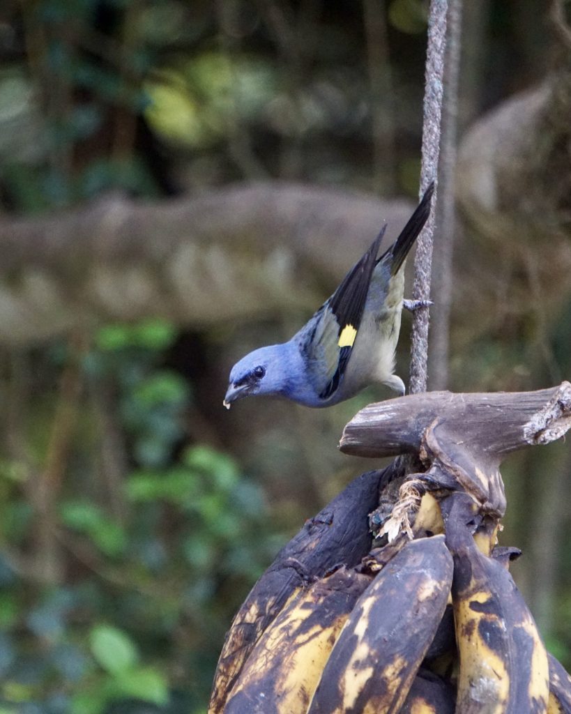 Yellow Winged Tanager at Los Tarrales Natural Reserve in Guatemala