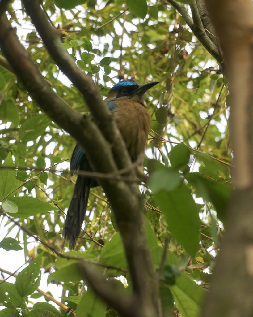 Lessons Motmot at Los Tarrales Natural Reserve, Guatemala