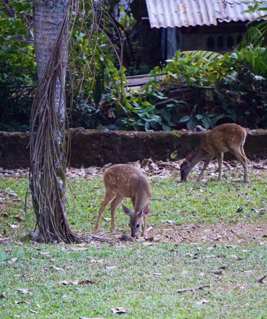 Where to see wildlife in Guatemala: Los Tarrales Natural Reserve