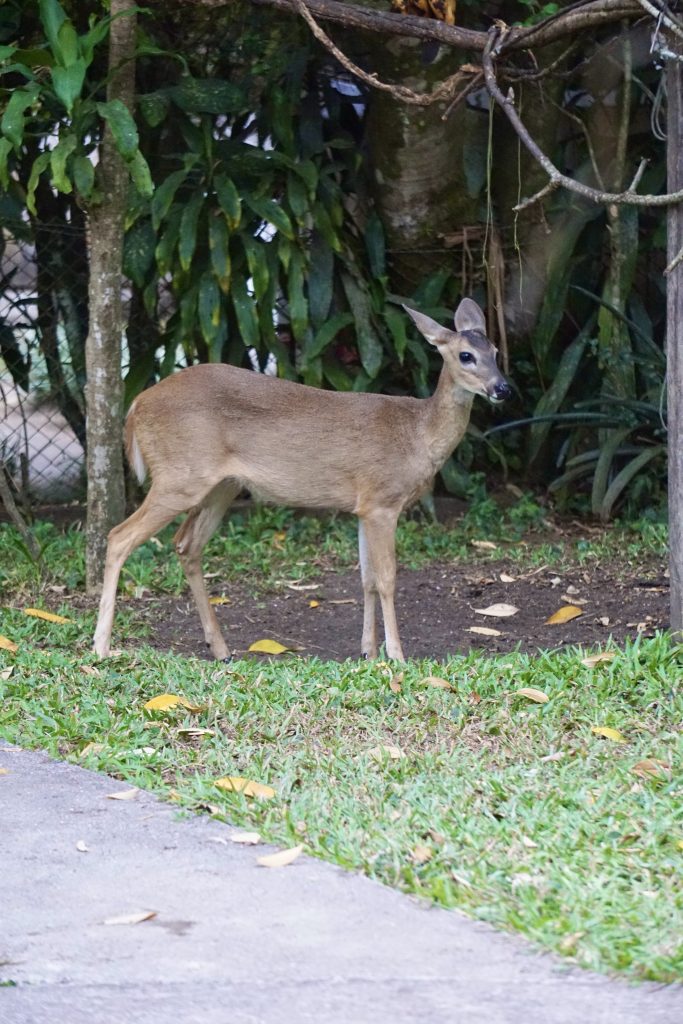 Deer at Los Tarrales Natural Reserve, Guatemala