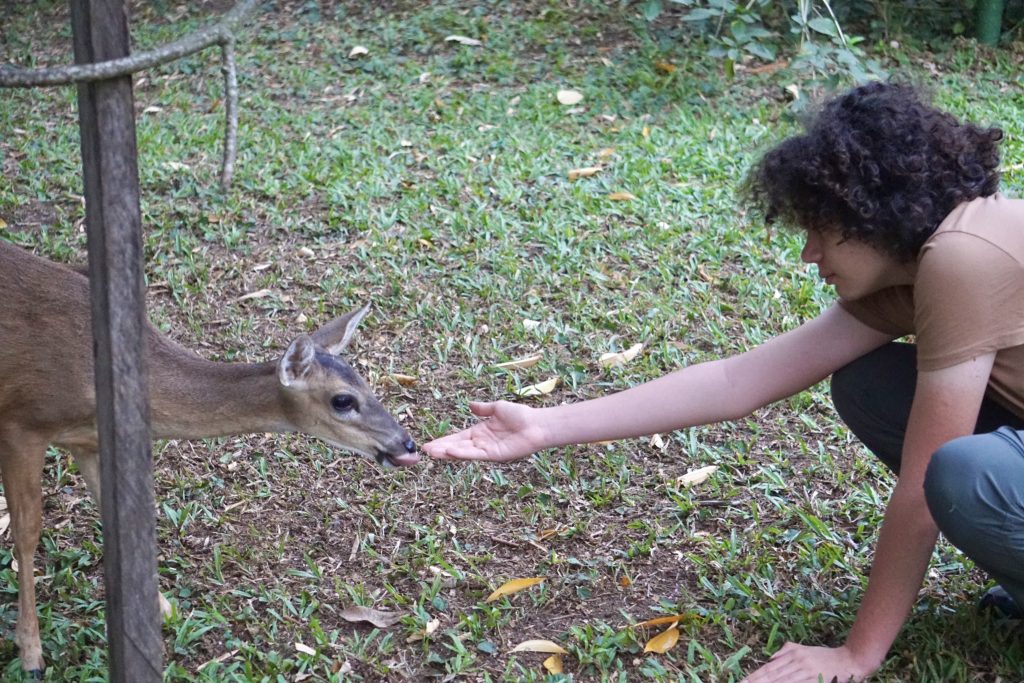 Feeding deer at Los Tarrales Natural Reserve