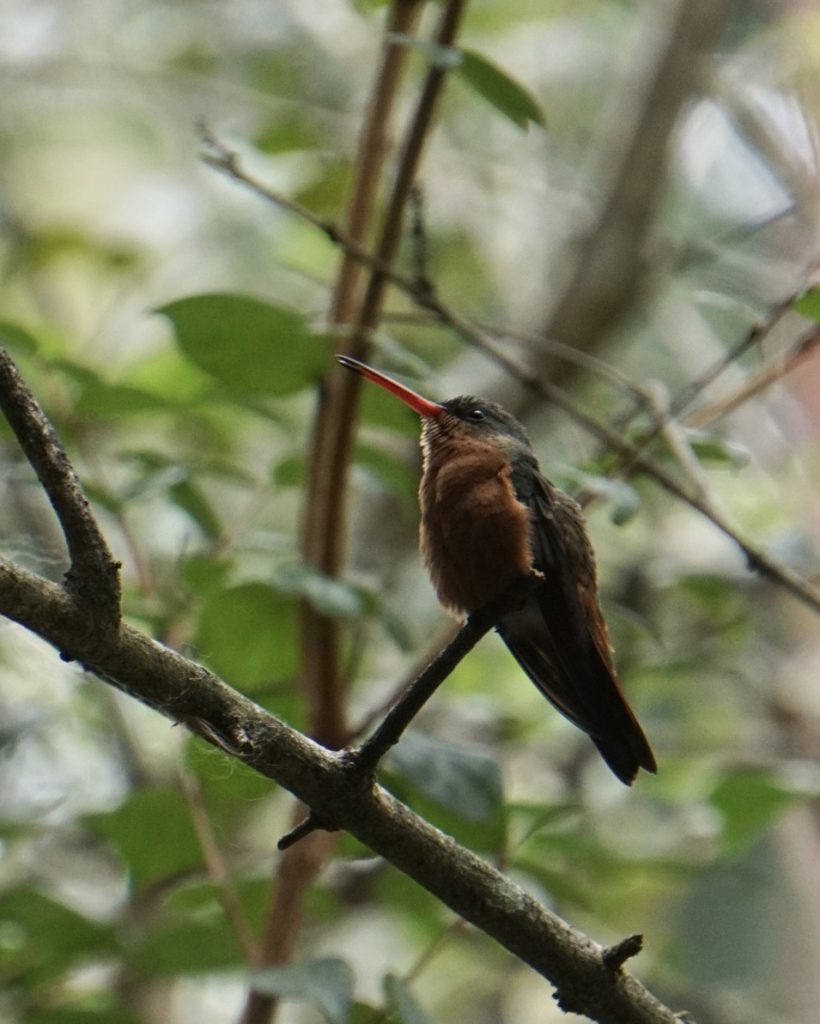 Cinnamon Humming Bird at Los Tarrales