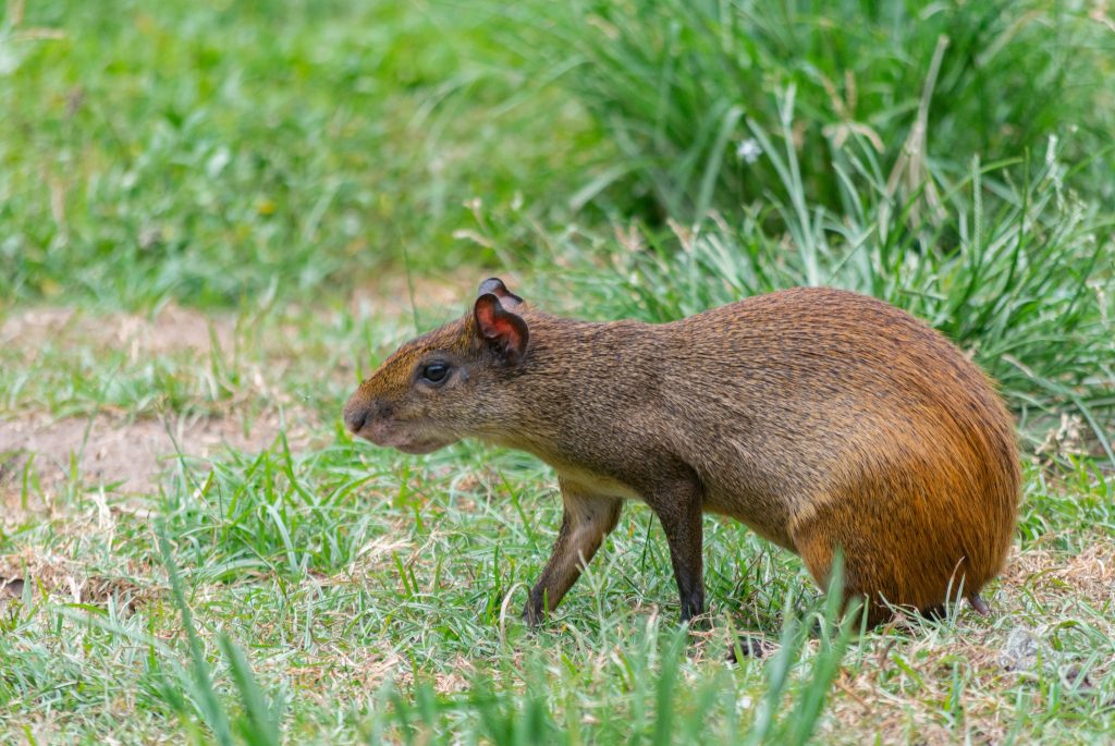 Agouti at Los Tarrales Natural Reserve in Guatemala. 