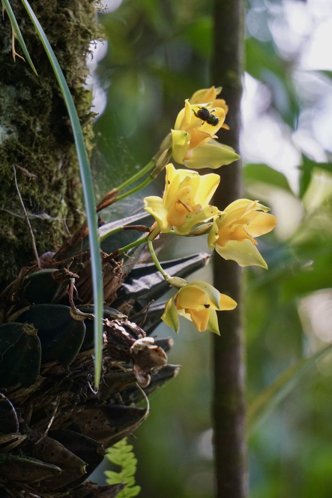 Orchids at Orquigonia in Coban, Guatemala