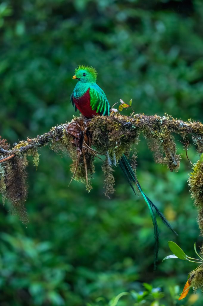 Quetzal at ranchitos del quetzal