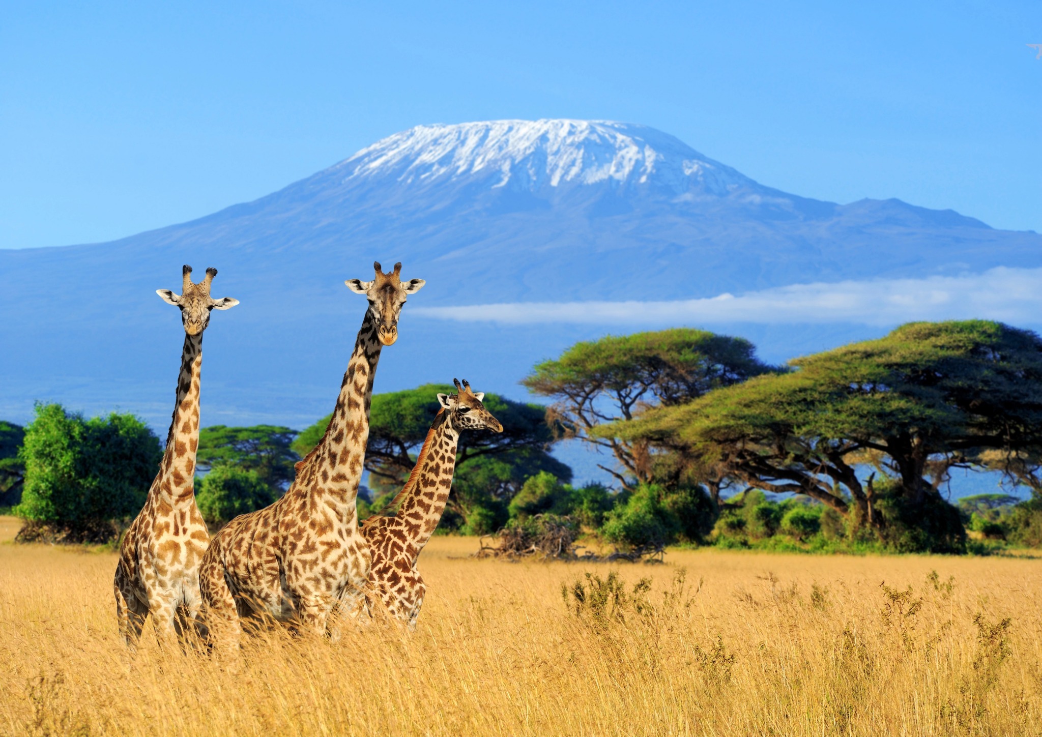 Safari and mount kilimanjaro