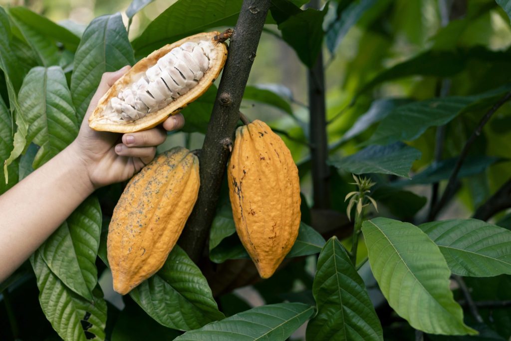 Fresh cacao pods growing on a cacao tree in Guatemala
