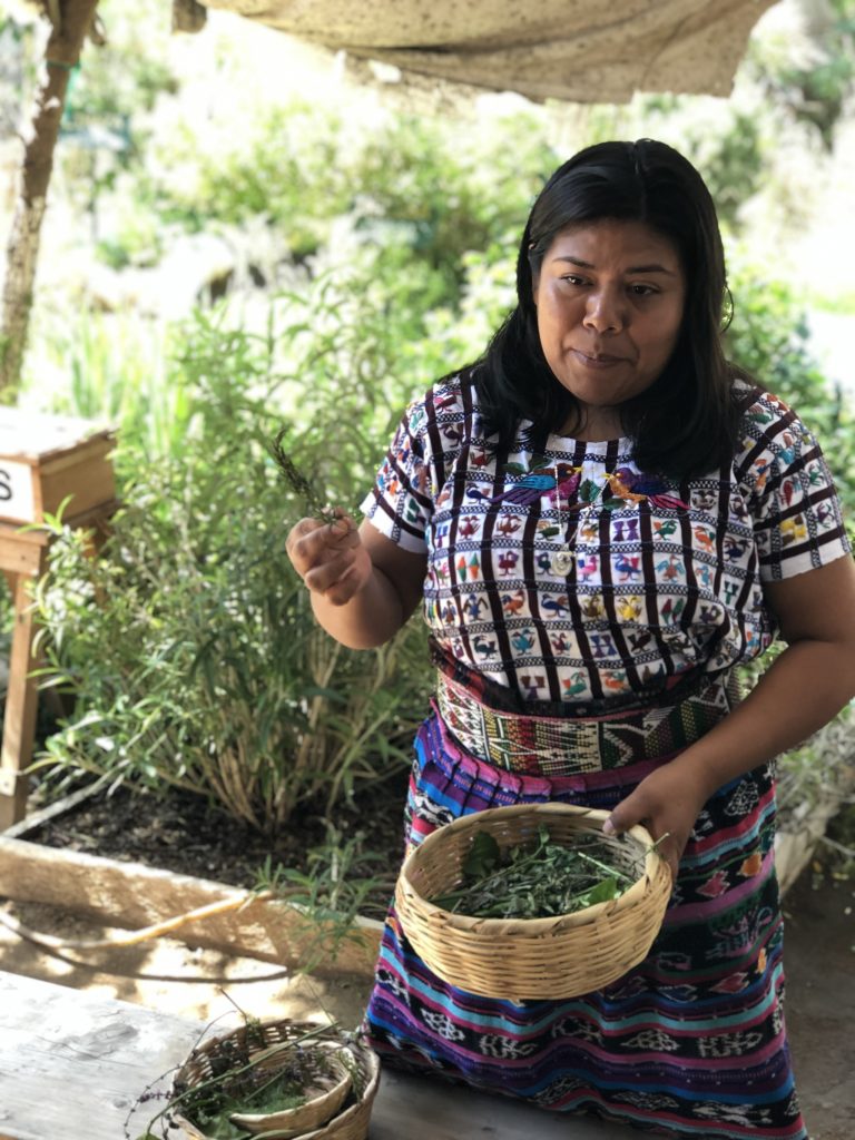 Indigenous Guatemalan woman holding medicinal herbs during a traditional Mayan healing ceremony