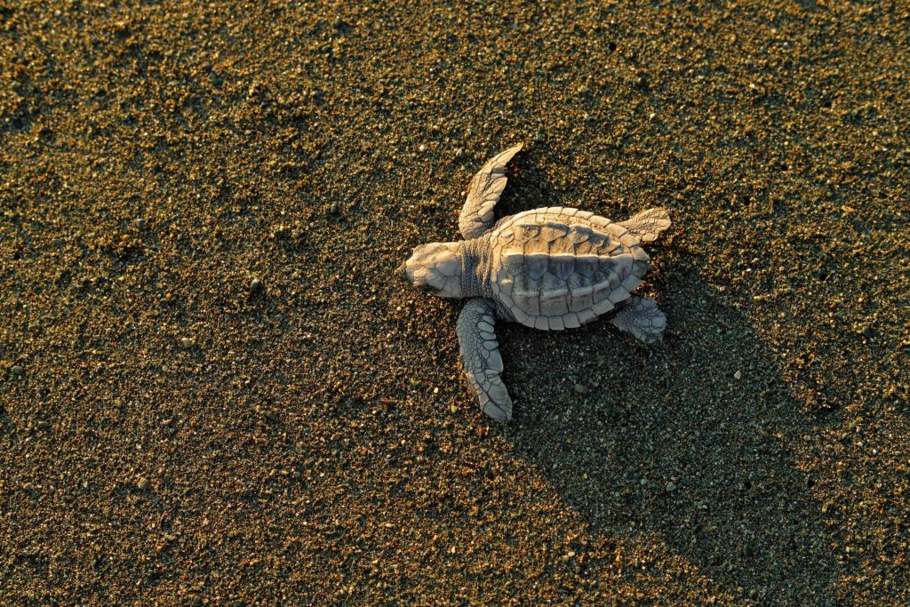 Baby sea turtle at Biotopo Monterrico-Hawaii