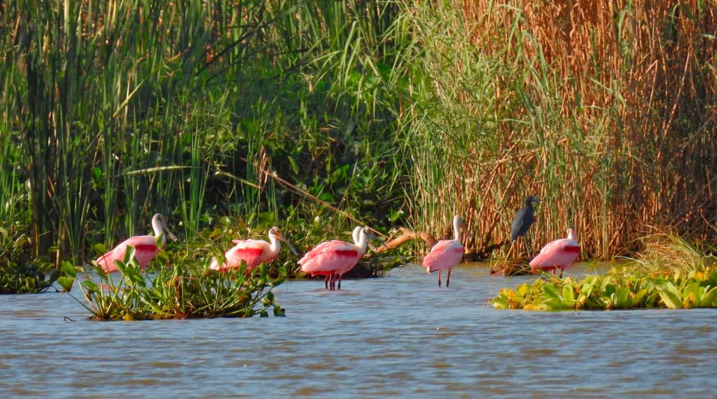 Roseate spoonbills and other wetland birds standing in shallow water at Bocas del Polochic near Lake Izabal Guatemala.