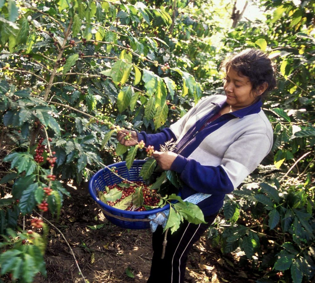 Community tourism in Guatemala coffee tour 