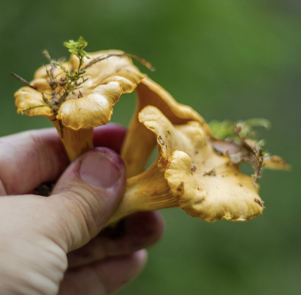 Anacate mushrooms (chanterelles) are only available in the rainy season in Guatemala
