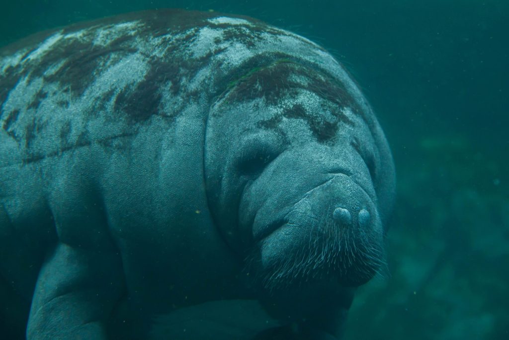 Close-up of a West Indian manatee underwater with rounded face and whiskered muzzle.