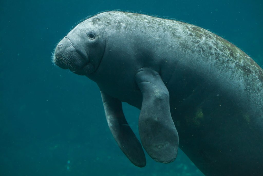 West Indian manatee swimming underwater, similar to the Antillean manatees found in Guatemala’s Caribbean wetlands.