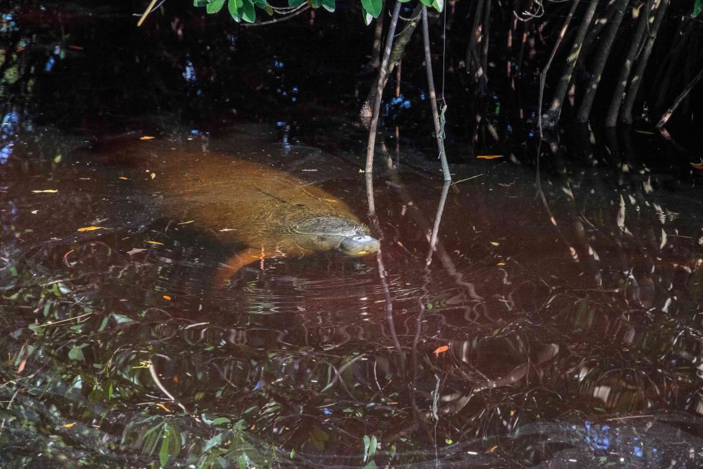 Manatee surfacing in dark mangrove water, similar to the Antillean manatees found in Guatemala.