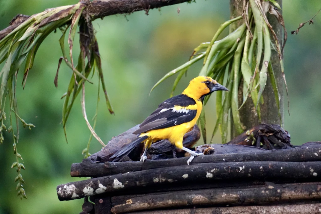 Bright yellow and black oriole feeding near the restaurant at Reserva Patrocinio, a top birdwatching destination in Guatemala