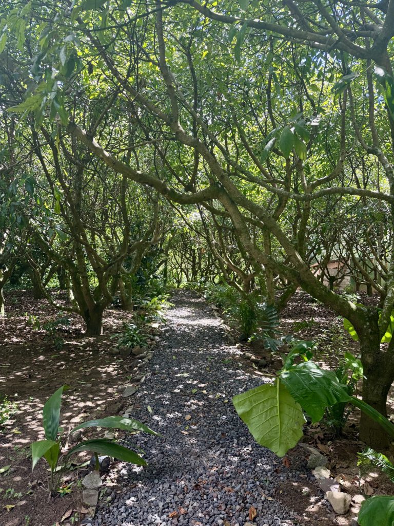 Avocado forest path leading to Orilla Casas en Ati luxury cabins near Santiago Atitlán and Lake Atitlán Guatemala