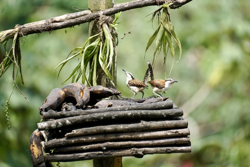 Two wrens eating bananas at a bird feeder at Reserva Patrocinio during a birdwatching trip in Guatemala