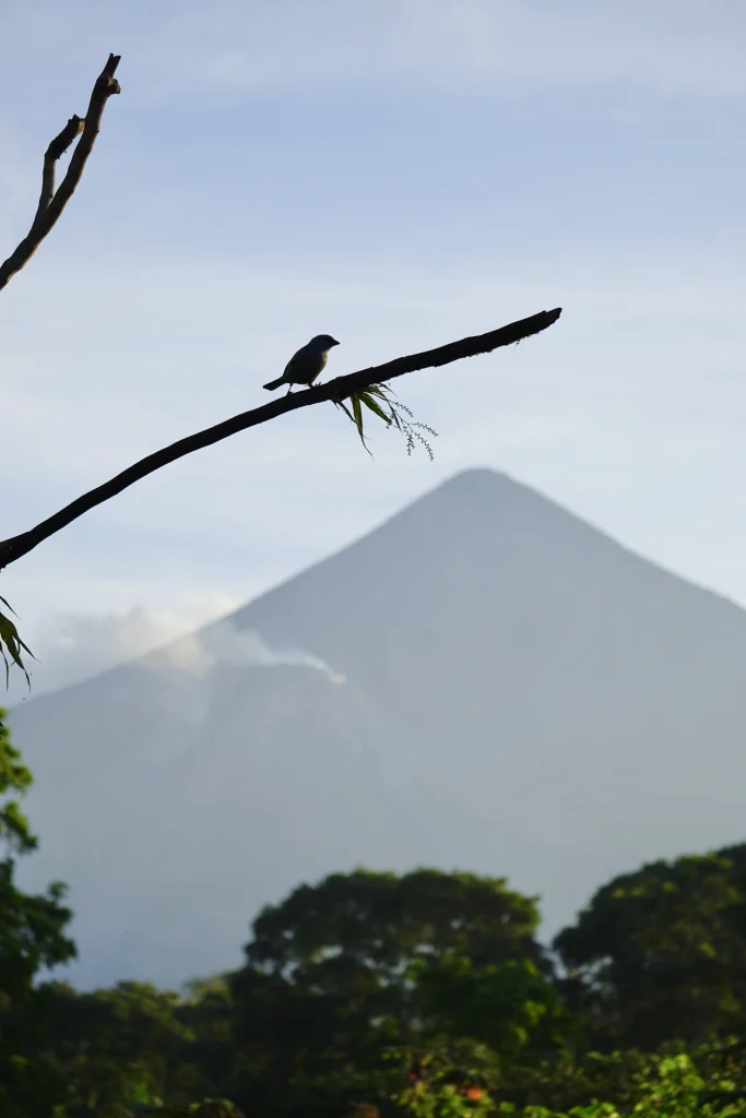 Bird perched above the forest with Santiaguito and Santa María volcanoes in the background at Reserva Patrocinio Guatemala