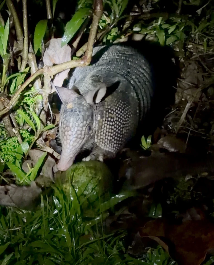 Armadillo spotted in the forest during a guided night tour at Reserva Patrocinio Guatemala