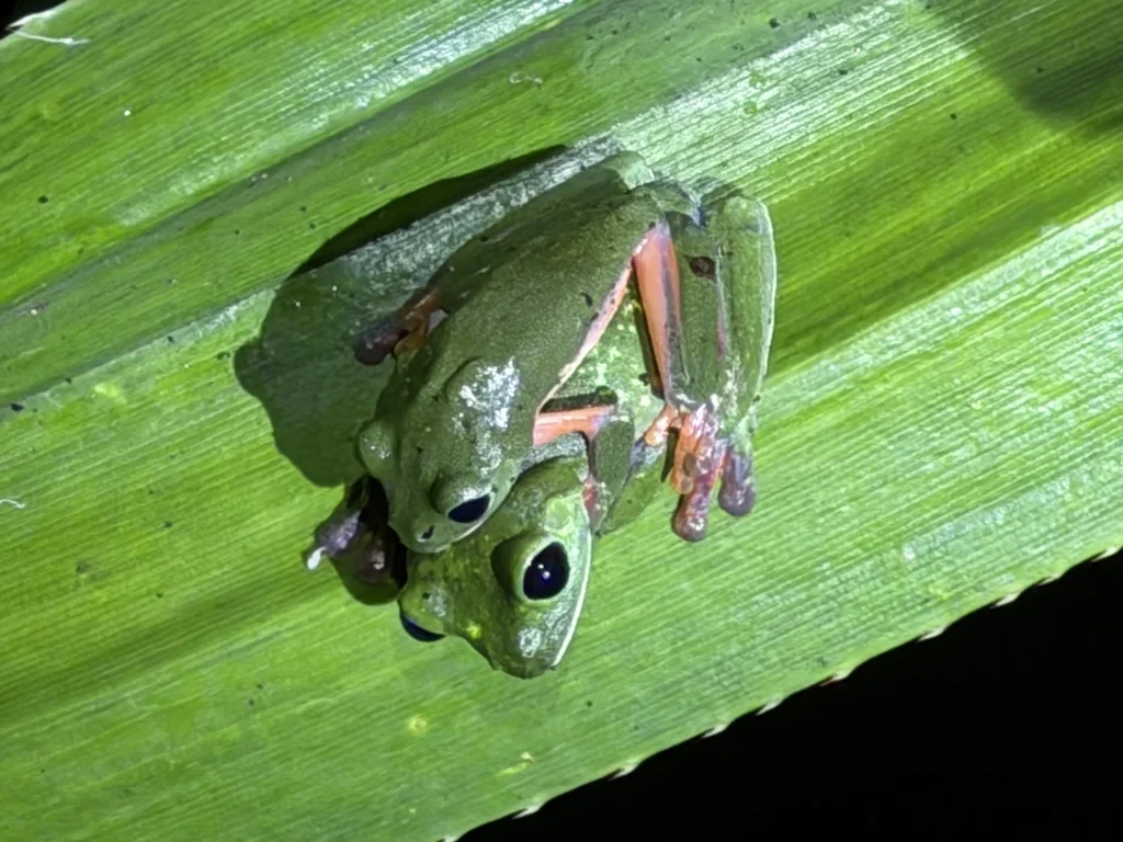 Two Morelet's tree frogs resting on a tropical leaf during the Reserva Patrocinio night wildlife tour in Guatemala