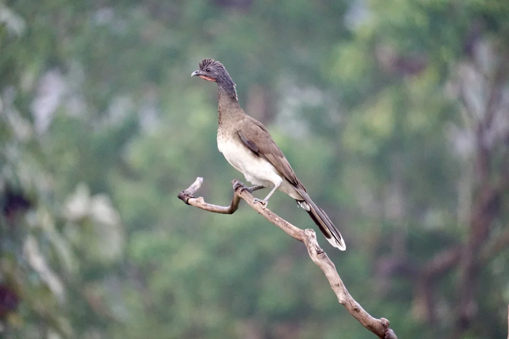 White-bellied Chachalaca perched on a branch at Reserva Patrocinio, a private nature reserve for birding in Guatemala