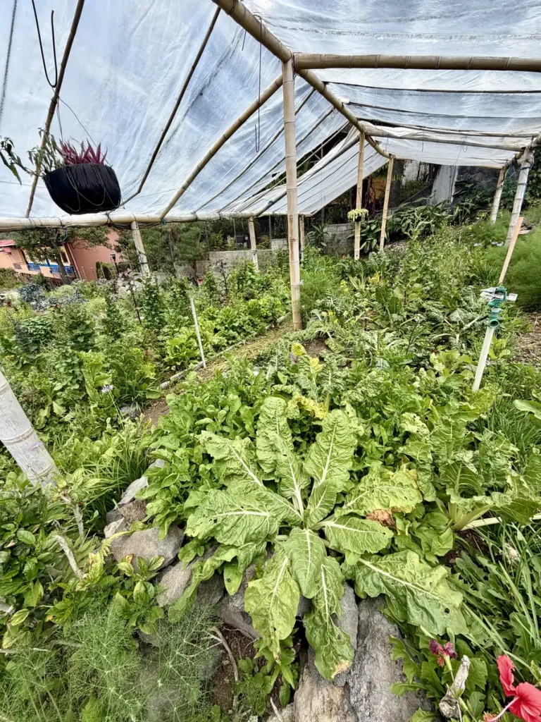 Organic vegetable garden at Hotel Tolimán in San Lucas Tolimán Guatemala